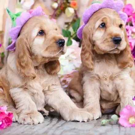 qué tipo de juguetes para perros le gustan a un cocker spaniel inglés