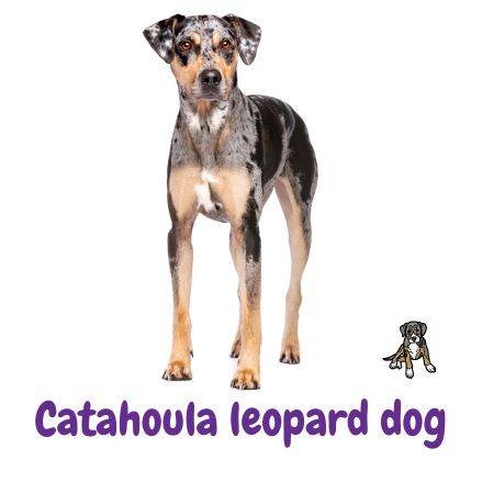 Catahoula leopard dog. perro leopardo de America