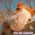 Dia del caballo. Dia de los caballos. petepua. petlovers. caballos. ocasiones especiales.