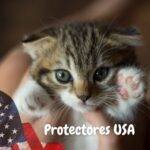 Protectores de gatos en USA. petepua. petlovers