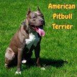 american pitbull terrier