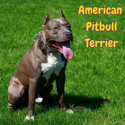 american pitbull terrier