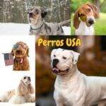 razas de perros de Estados Unidos