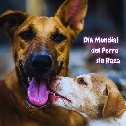 Día Mundial del Perro sin Raza. dos perritos .