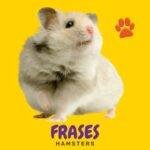 Un hamster y texto que dice "Frases sobre hamsters"