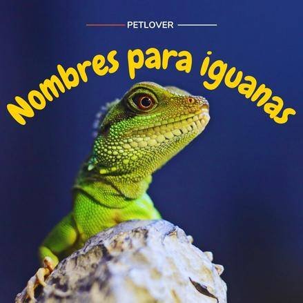 nombres para iguanas . nombres para iguanas. nombres para tu iguana