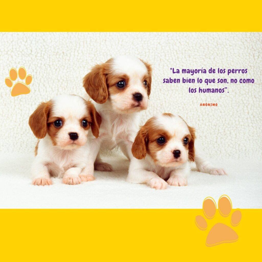 Quote about dogs and picture of spaniel puppies