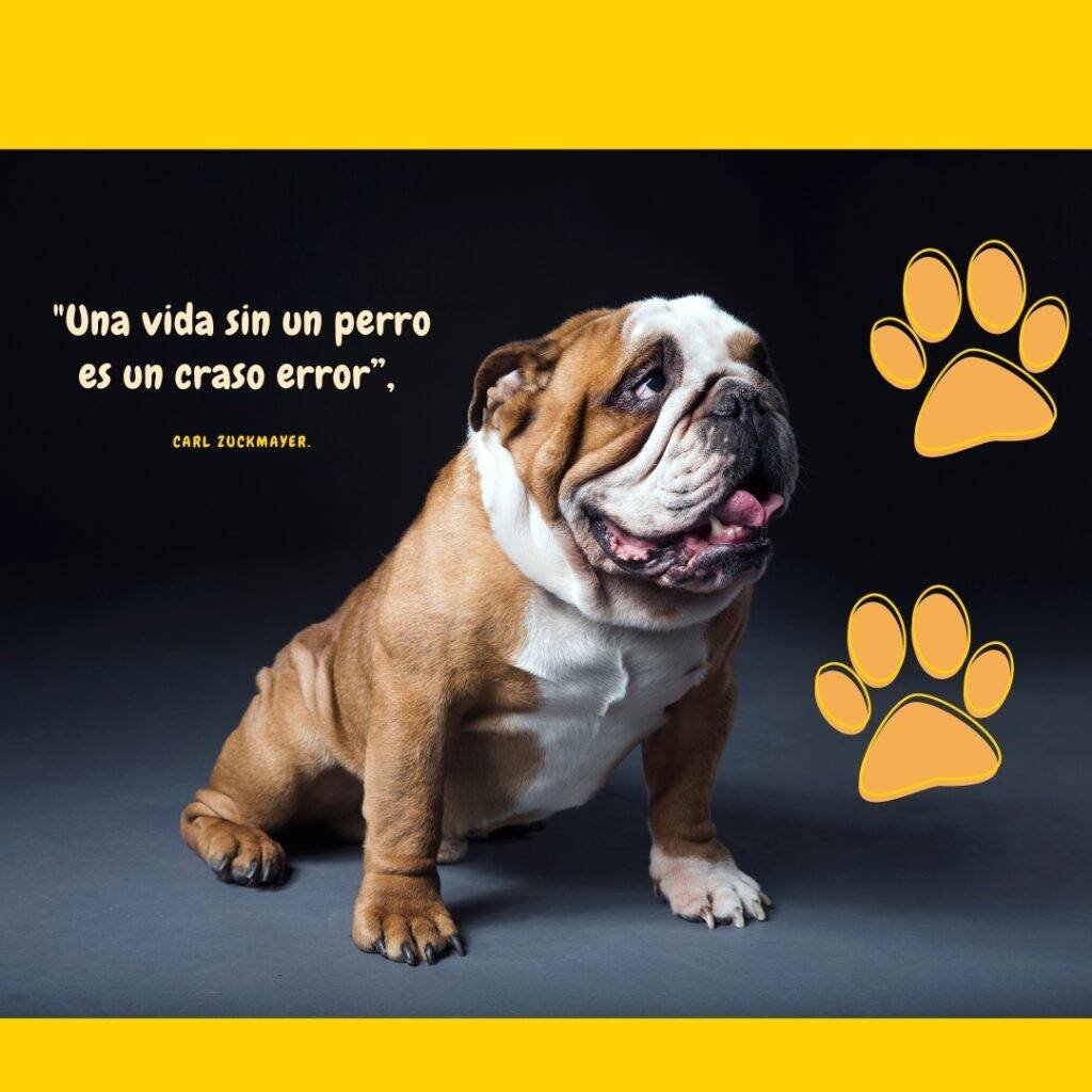 frases sobre perros  y una foto de un bulldog inglés