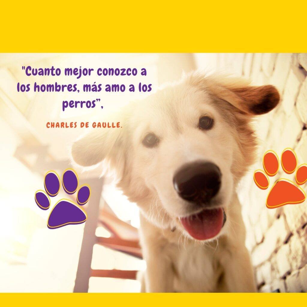 Frases de perros