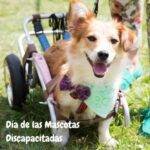 Día de las Mascotas Discapacitadas