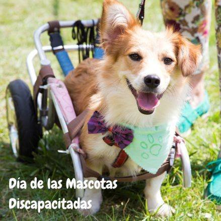 Día de las Mascotas Discapacitadas
