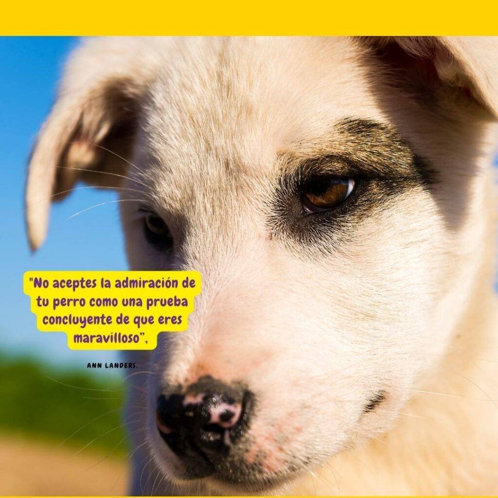 close up d eun perrito marrón y frase sobre los perros