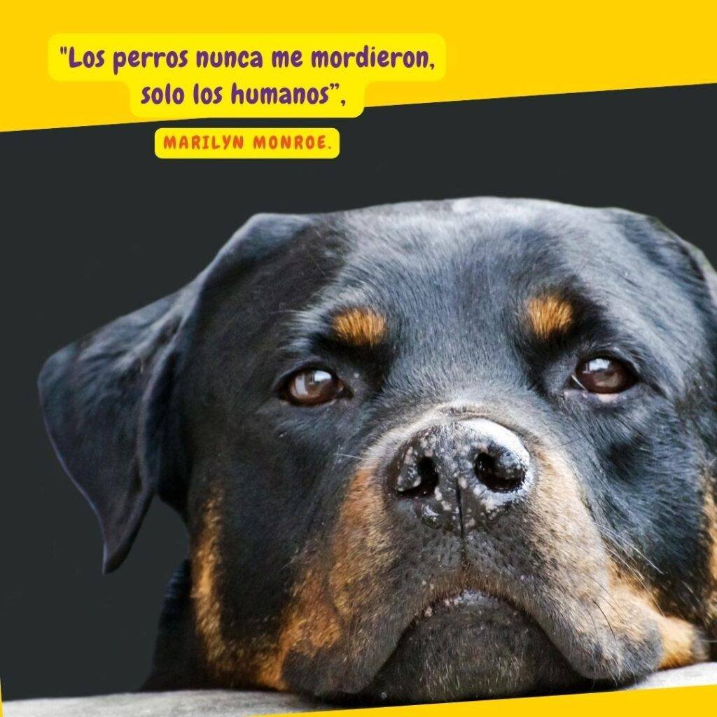 Frase de Marilyn Monroe sobre los perros y foto de un rottweiler 
