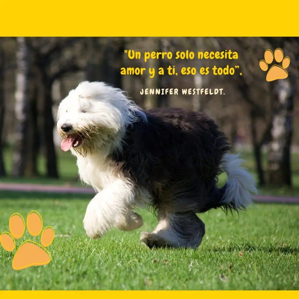 🐾 Frases sobre perros ¡Todo por las mascotas y los pets lovers!