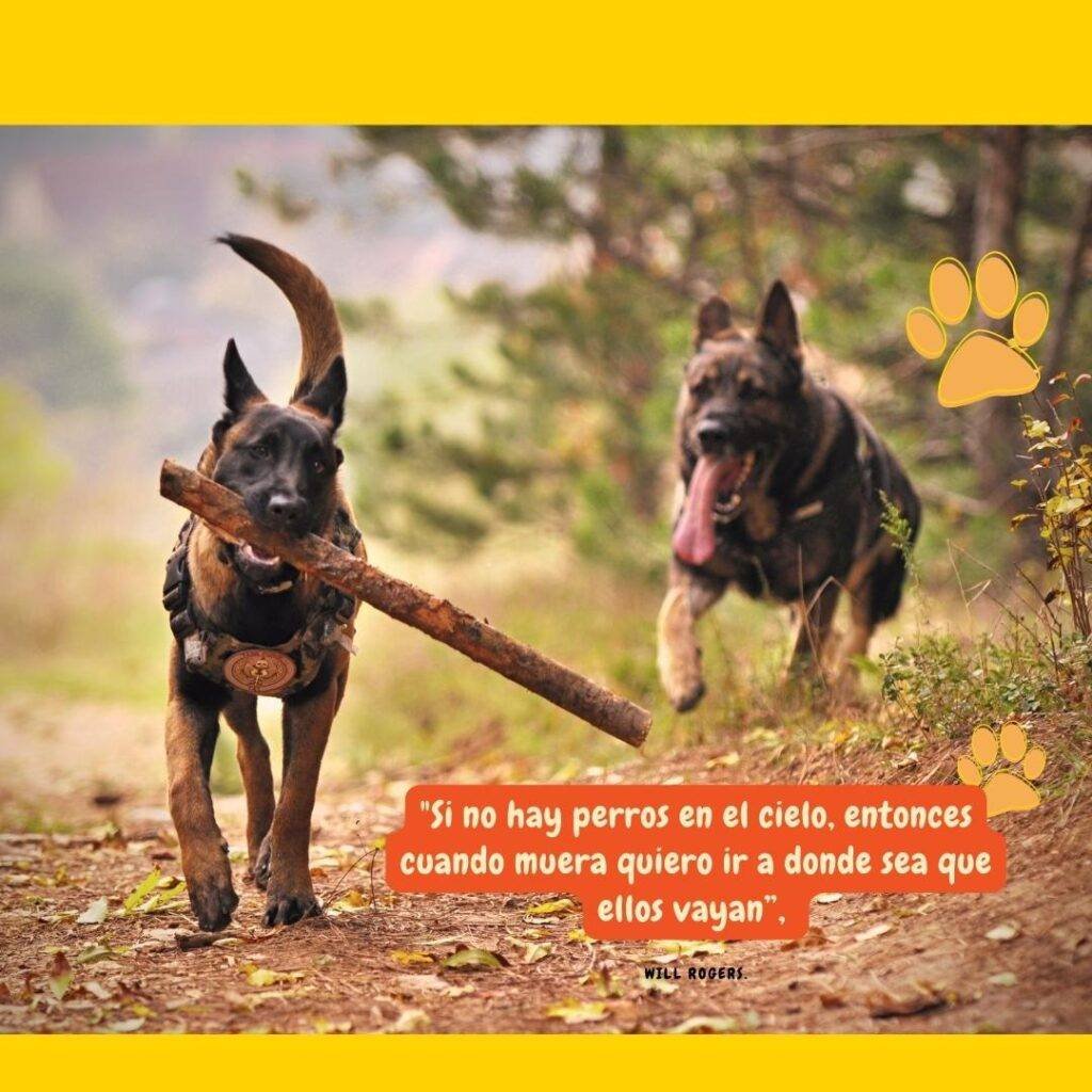 Frases perros y foto de dos perros jugando.  un pastor belga malinois  con un palo en la boca y un pastor alemán corriendo atr►0s de el.