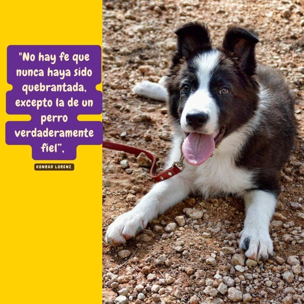 Frase sobre los perros y la foto de un cachorro collie