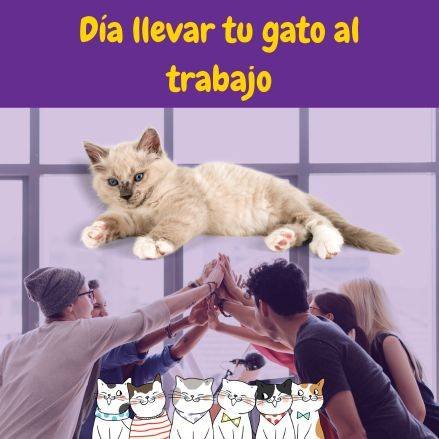 Dia de llevar a tu gato al trabajo. Take your cat to work day.