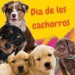 Cachorros. Día de los cachorros. National Puppy Day.