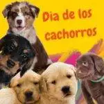 Cachorros. Día de los cachorros. National Puppy Day.