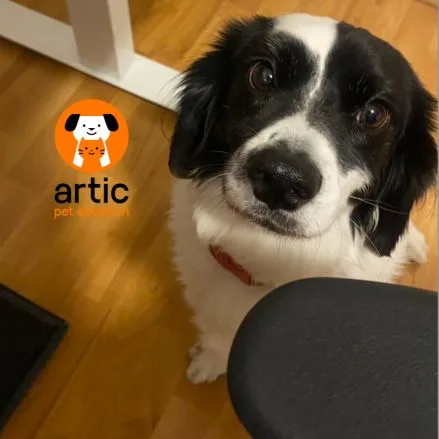 ARtic, perrito CEO de Artic Pet