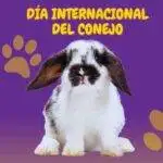 Conejo blanco y negro y texto que dice "Día Internacional del conejo".