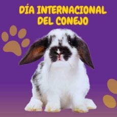 Día Internacional del Conejo. Celebrar el Internacional Rabbit Day