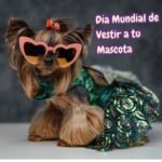 Yorkshire vestido elegante y con gafas de sol para celebrar el "Dress Up Your Pet Day".
