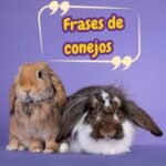 dos conejos posando sobre un fondo violeta y texto "Frases de conejos".