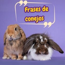 Frases de conejos. Ternura y la curiosidad de conejos en palabras