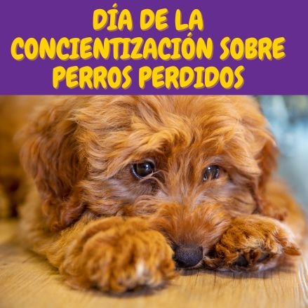 perro marron y texto que indica "Día de la Concientización sobre Perros Perdidos"