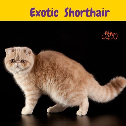 gato exótico de pelo corto