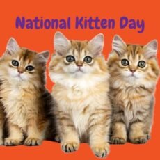 National Kitten Day. Celebra Día de los Gatitos Pequeños