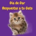 gato pequeño y peludo disfrutando el Día de Dar Respuestas a tu Gato