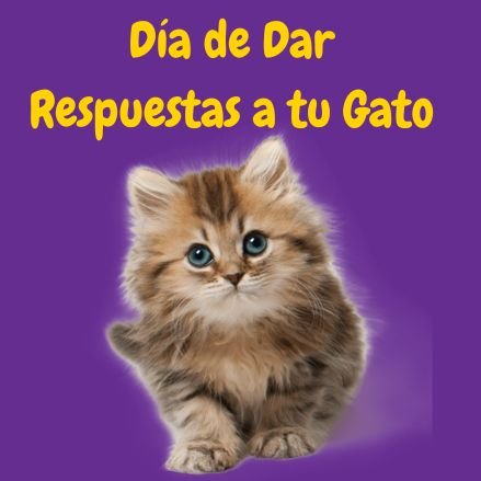 gato pequeño y peludo disfrutando el Día de Dar Respuestas a tu Gato