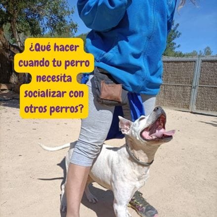 entrenador entrenando a un perrito