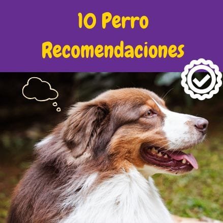 can pensando en perro-recomendaciones