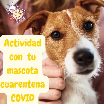 perrito terrier