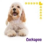 Cockapoo
