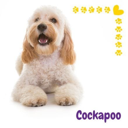 Cockapoo