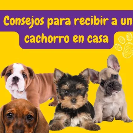 cachorros