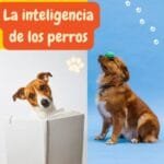 un perro con un libro y otro sosteniendo una pelota con su trompa