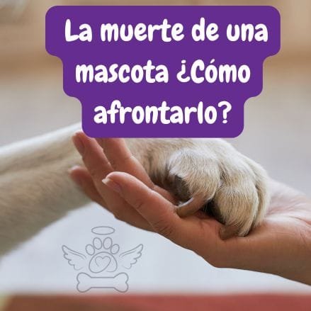 mano y pata de perro juntas dándose la mano