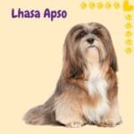 Lhasa Apso posando