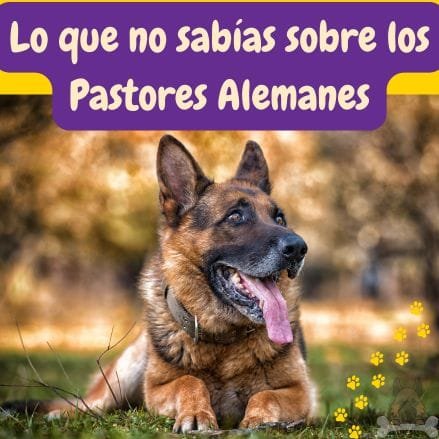 pastor alemán en el pasto