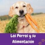 perrito sosteniendo zanahorias con su hocico