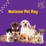 perros, gatos y cuys