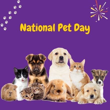 perros, gatos y cuys