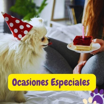 perrito y su humana celebrando las ocasiones especiales