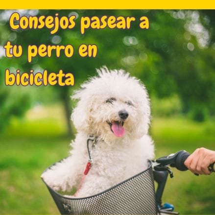 perrito paseando en una bicicleta