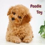 poodle toy